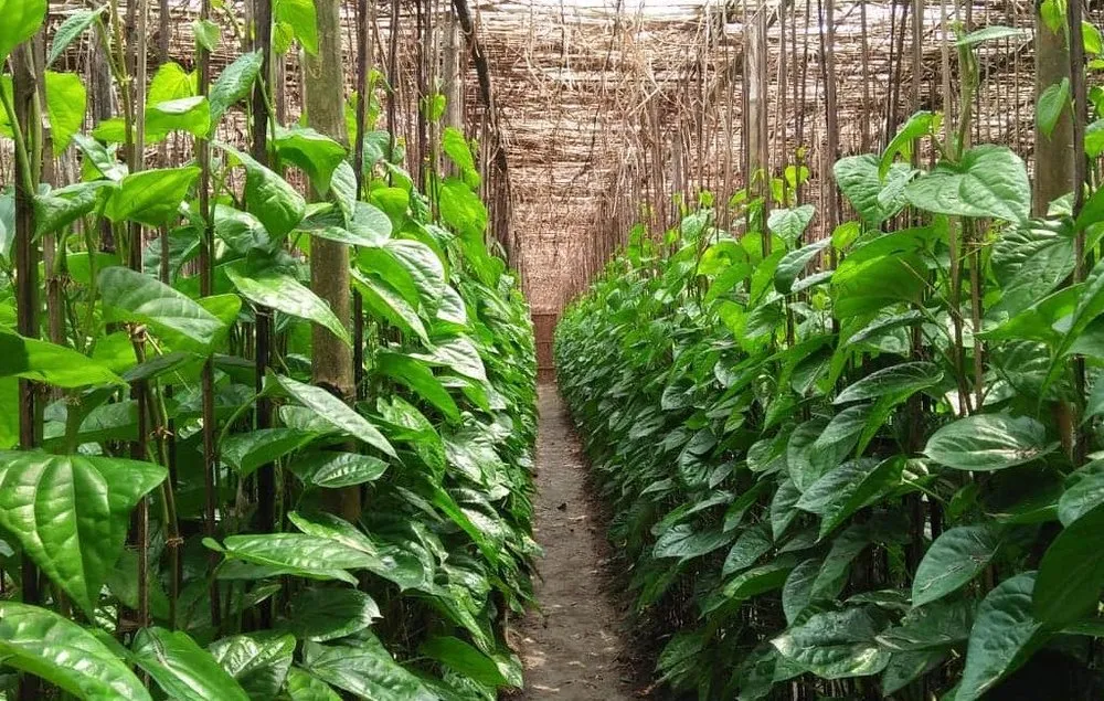 Fresh Betel Leaves